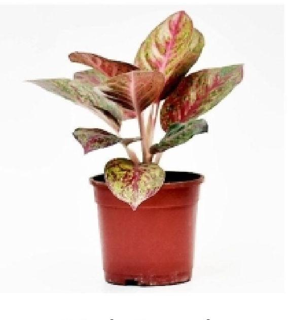 Aglaonema Pink Panther Plant