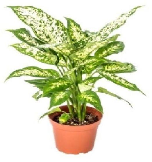 Aglaonema Snow White Plant