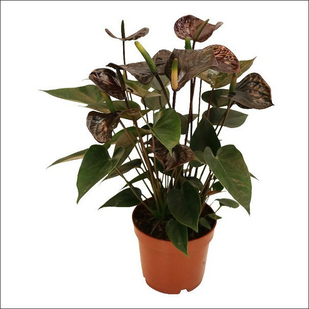 Black Anthurium Plant, Size : 53 inch