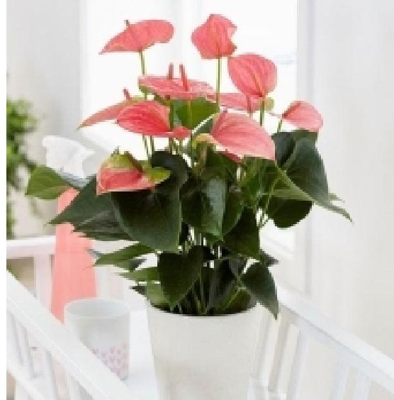 Pink Anthurium Plant, Style : Fresh