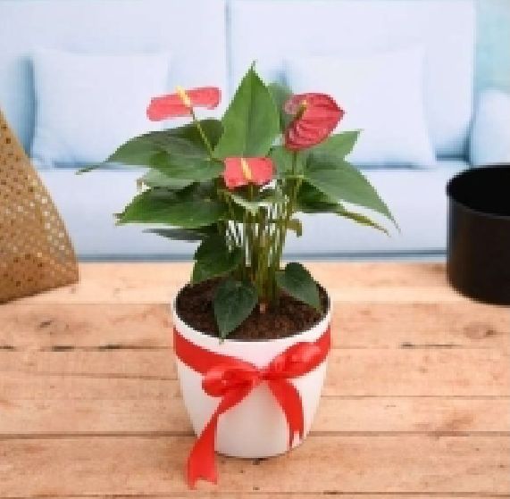 Red Anthurium Plant, Occasion : Weddings