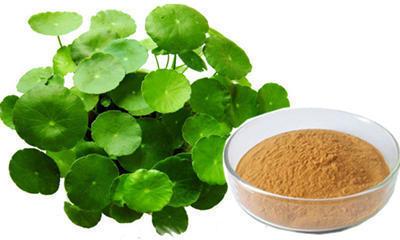 Natural Bacopa Extract, for Medicinal, Packaging Size : 5-10kg