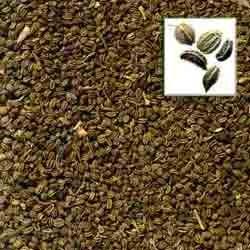 Cumin Oleoresin