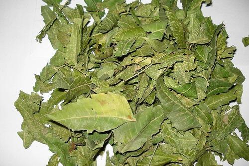 Azadirachta Indica Leaf Extract