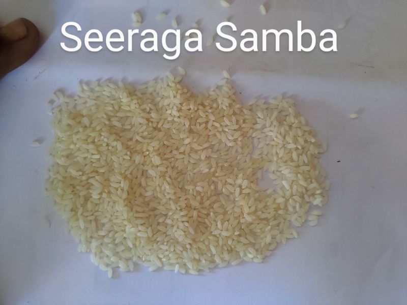 Organic Hard Samba Rice, for Cooking, Feature : Gluten Free, High In Protein, Low In Fat