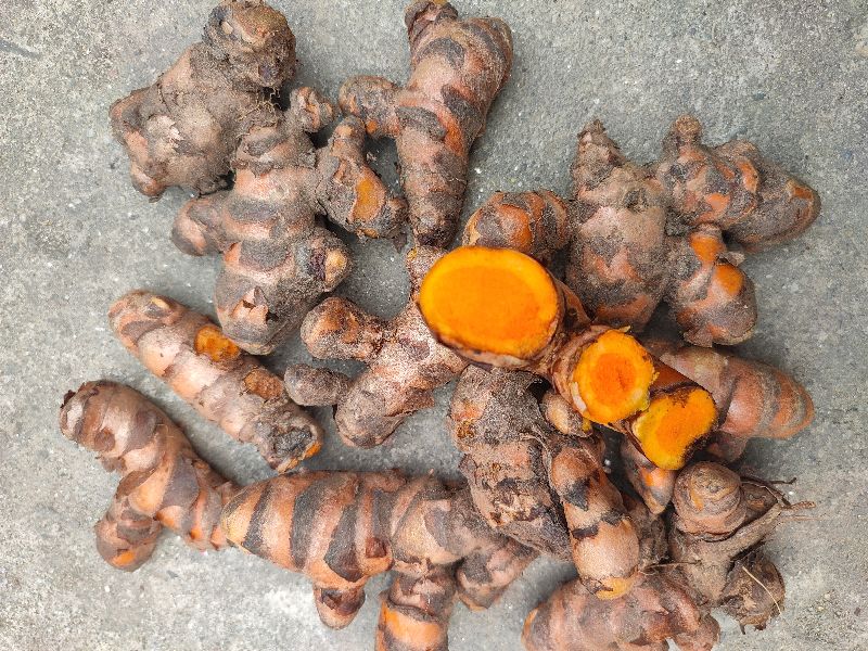 Organic Turmeric, for Medicinal, Style : Fresh