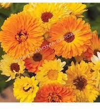 CALENDULA ABSOLUTE OIL, Color : Yellow