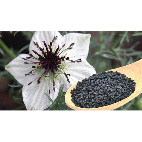 Nigella Sativa Seed Extract