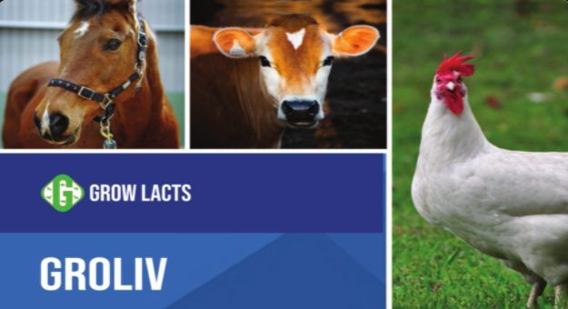 Groliv Liver Protector