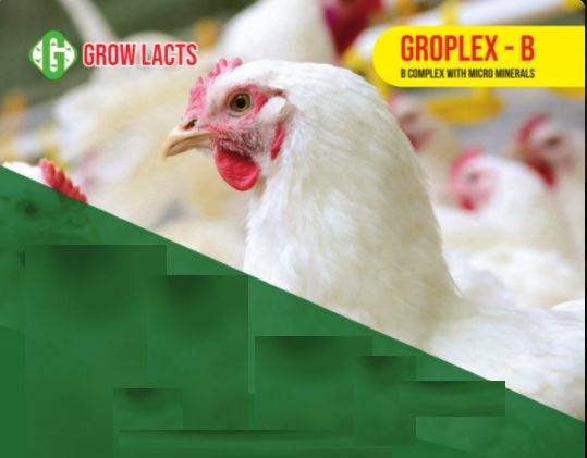 Grow Lacts Groplex-B Liquid Feed Supplement