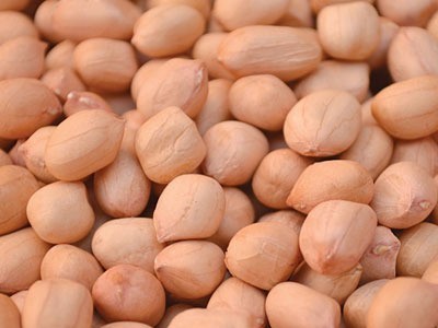 Organic java peanuts, Shelf Life : 1Year