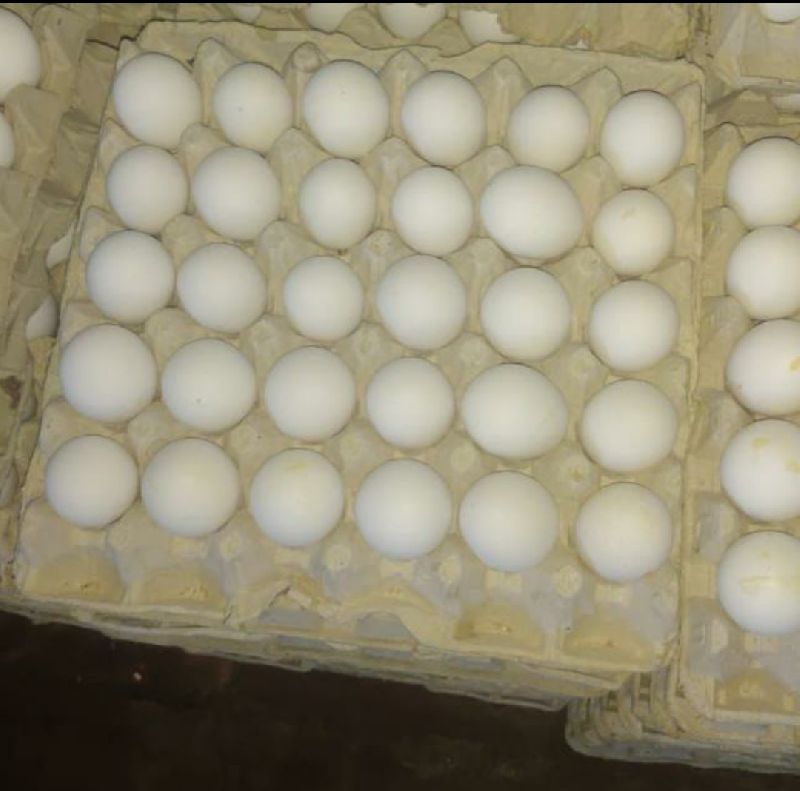 Egg wholesaler in Jaipur Manufacturer of Fresh Eggs & White Egg