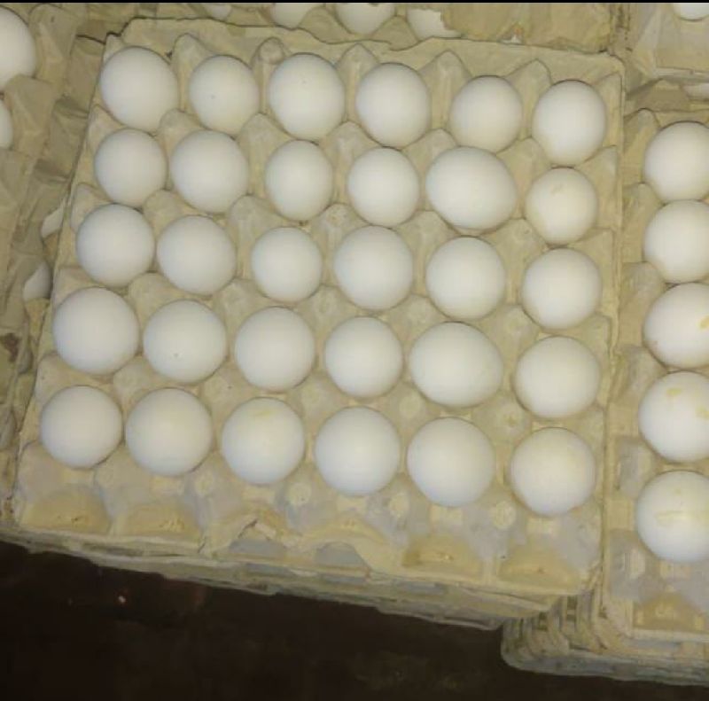White egg, for Bakery Use, Human Consumption, Sale, Packaging Type : Tray