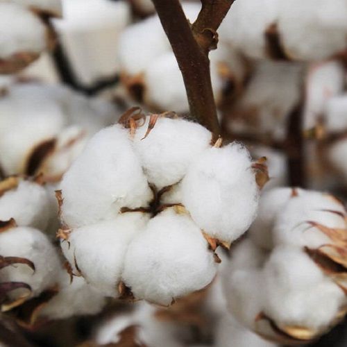 Raw Cotton