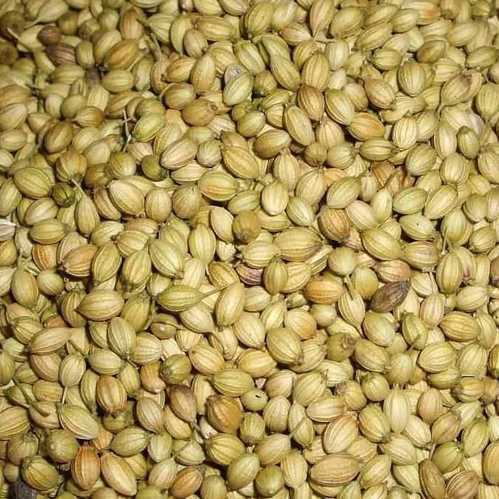 Raw Organic coriander seeds, Color : Green