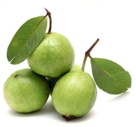 Organic fresh guava, Packaging Type : Plastic Packet