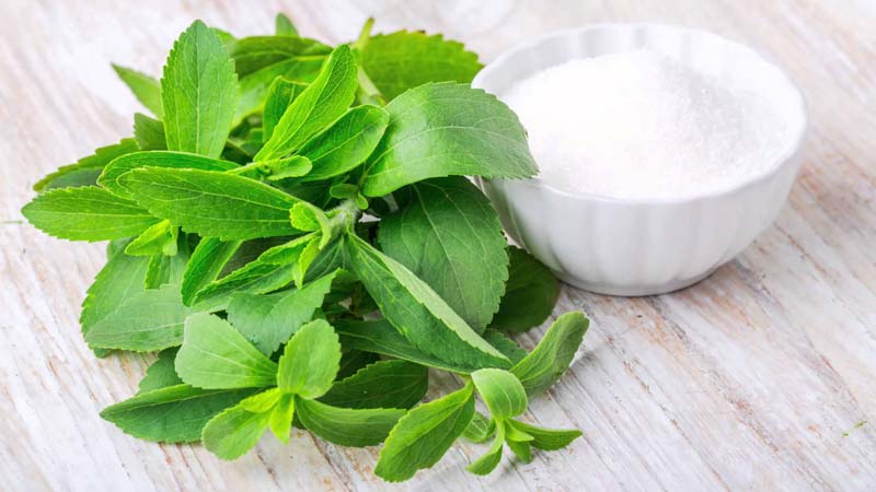 Common Fresh Stevia Leaves, for Cooking, Feature : Exceptional Purity, Good Quality, Highly Effective