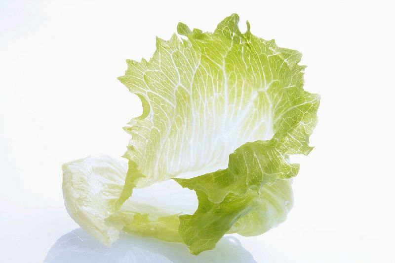Iceberg Lettuce Leaves