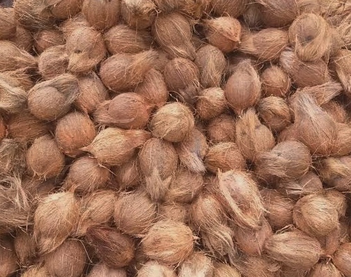 Natural Semi Husked Coconuts, for Free From Impurities, Freshness, Good Taste, Healthy, Packaging Type : Plastic Sack