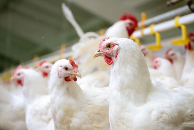 Exporter Of Poultry Shed From Pune Maharashtra By Ec Poultry House