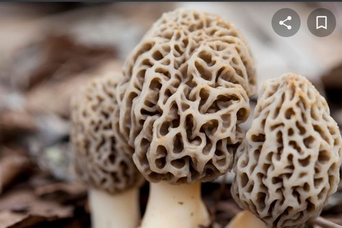 Dry Morel Mushrooms