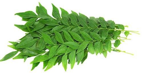 Organic Fresh Curry Leaves, Packaging Type : Plastic Packet