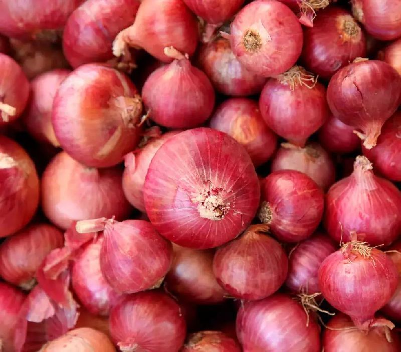 Natural fresh red onion, for Human Consumption, Packaging Type : Bulk