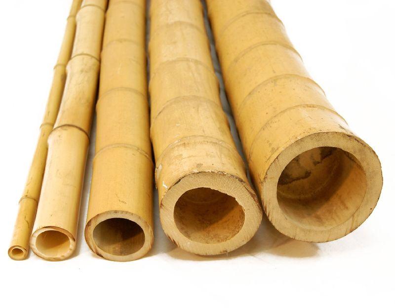 Polished Natural Bamboo Cane, Length : 11 Ft, 12 Ft