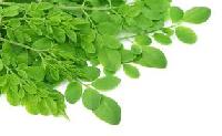 Natural Moringa Dried Leaves, for Medicine, Feature : Good Quality