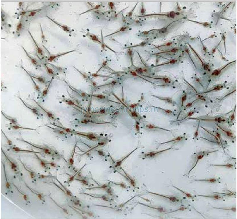 Vannamei Shrimp Seeds, for Fish Farming, Feature : Easy To Use