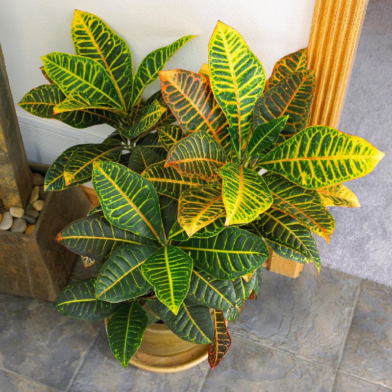 Croton Plant, Type Indoor at best price INR 10INR 20 / piece in