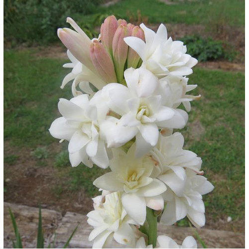 Tuberose, INR 10INR 201 / Piece by Groundcover Grasses Northeast (OPC