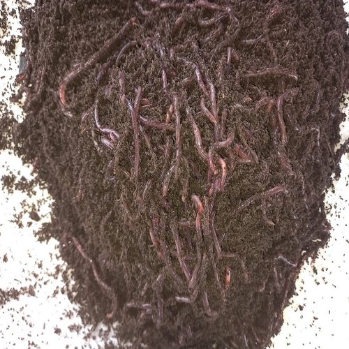 Natural Live Earthworms