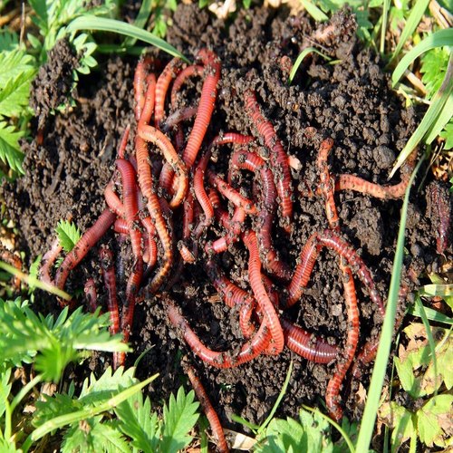 Organic Eisenia Fetida Red Live Earthworms