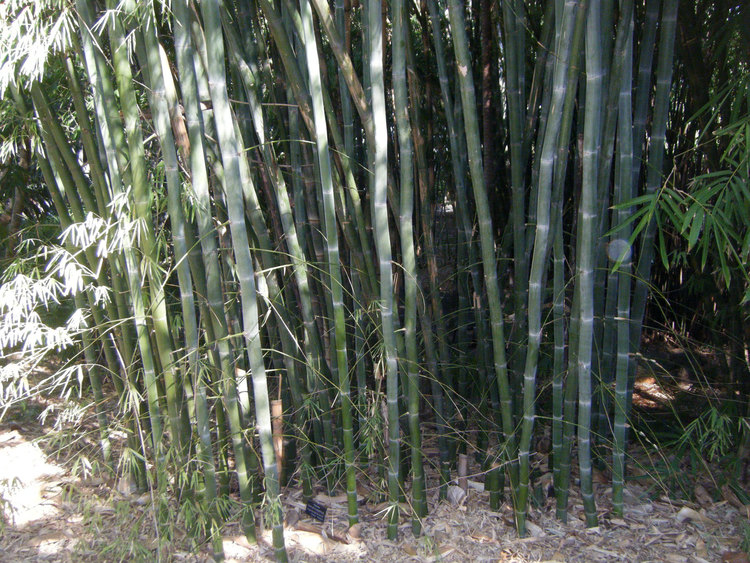 Rhizome Bamboo Plant, Weight : 100-1000kg at best price INR 2INR 4 ...