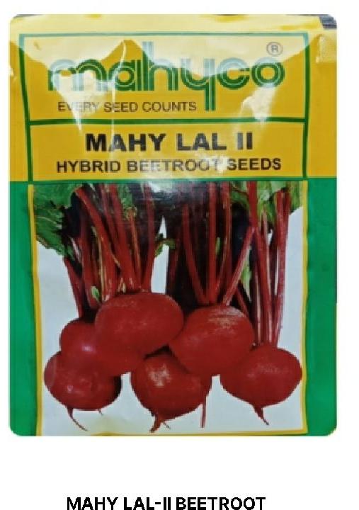 Natural MAHY LAL-II BEETROOT, for Seedlings, Specialities : Long Shelf Life