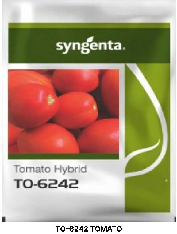 Sygenta Organic TO-6242 TOMATO, Packaging Size : 10 Grm