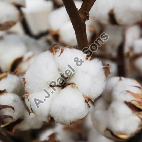 Raw cotton, for Textile Industry, Feature : Premium Quality