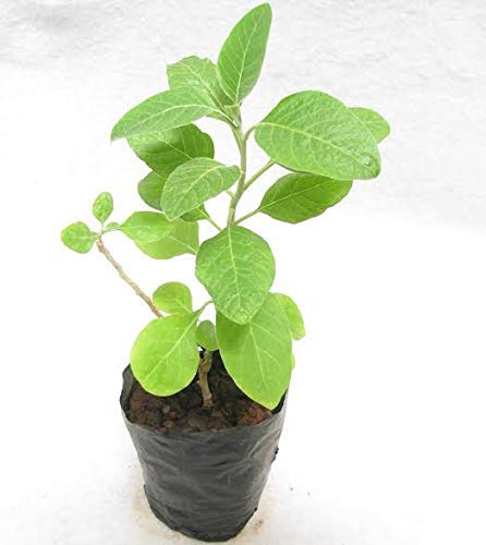 Ashwagandha Plant, for Plantation, Color : Green