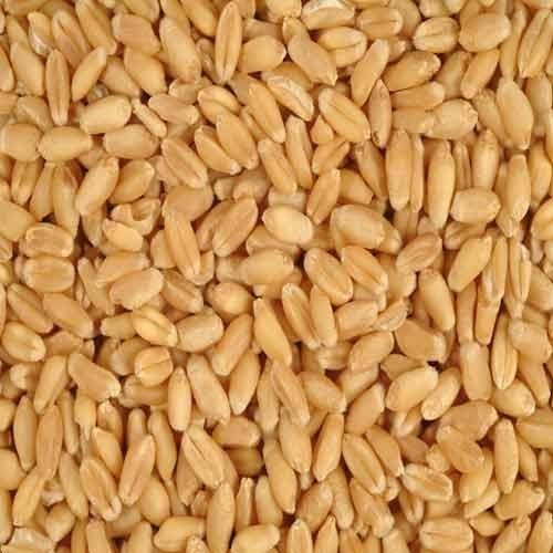 MAKRIPA HERB Wheat Seeds, Packaging Type : Plastic Pouch, Plastic Packet, Plastic Box, Paper Box