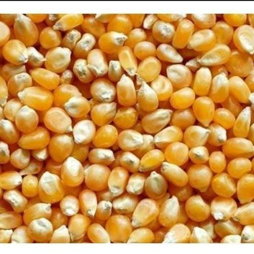 MAKRIPA HERB yellow maize, Packaging Type : Plastic Pouch, Plastic Packet, Plastic Box, Paper Box