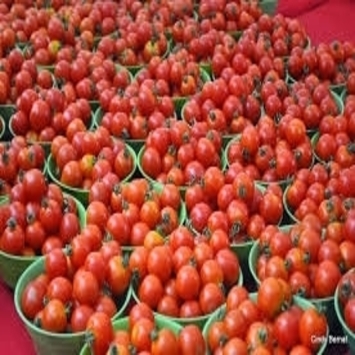 Unfaded juicy fresh tomatoes, Color : Red