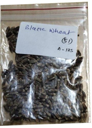 Black Wheat Seeds, for Inflammatory Disorders Obesity, Packaging Type : Loose