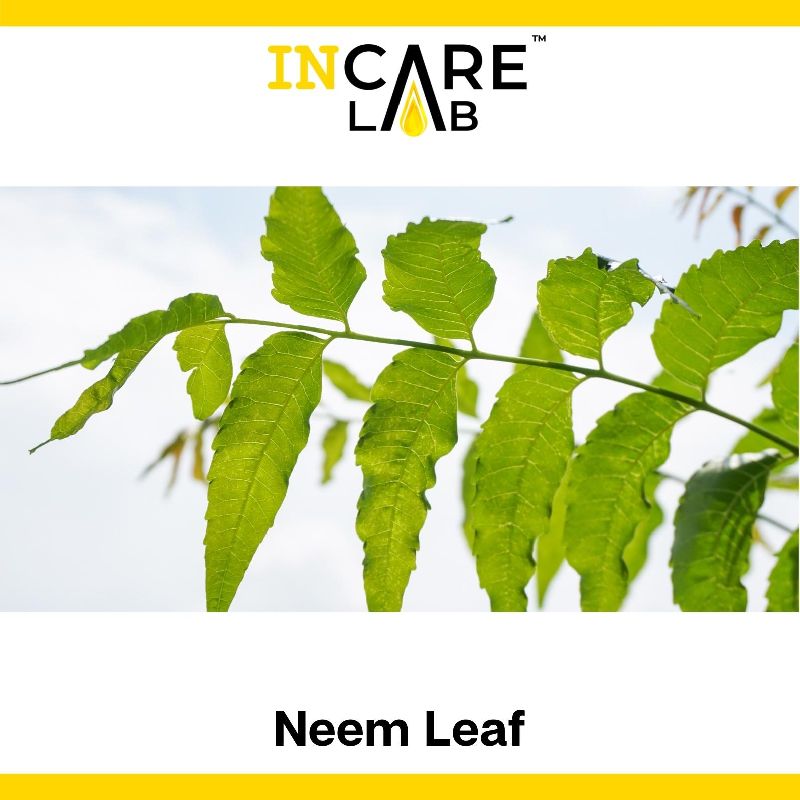 Natural Neem Leaf, for Beauty, Medicinal, Style : Dried