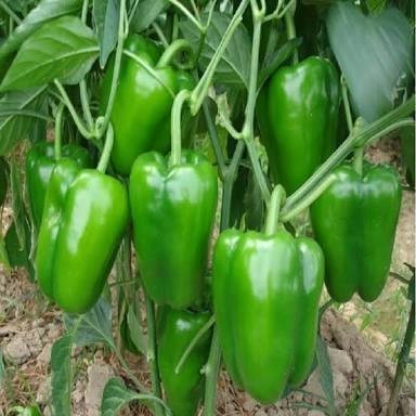 Fresh Green Capsicum