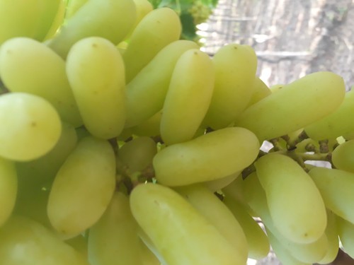Organic fresh green grapes, Quality Available : B Grade