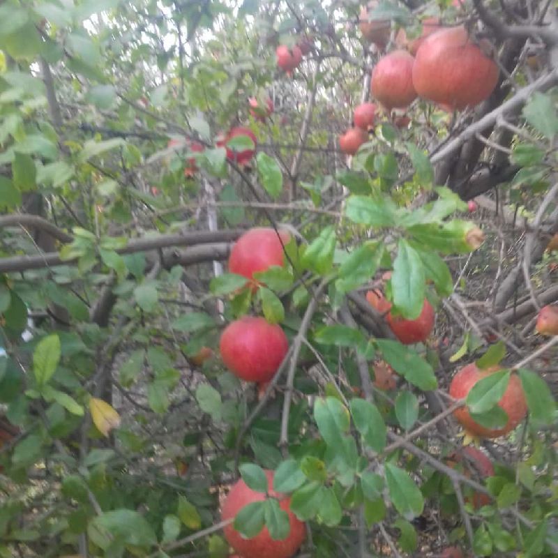 Natural fresh pomegranate, Certification : FSSAI Certified