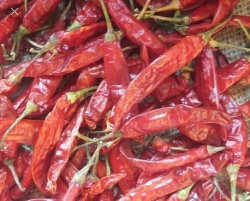Dried Jwala Red Chilli