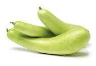 fresh bottle gourd