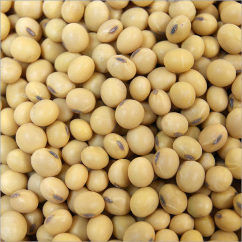 Fresh Soybean Seeds